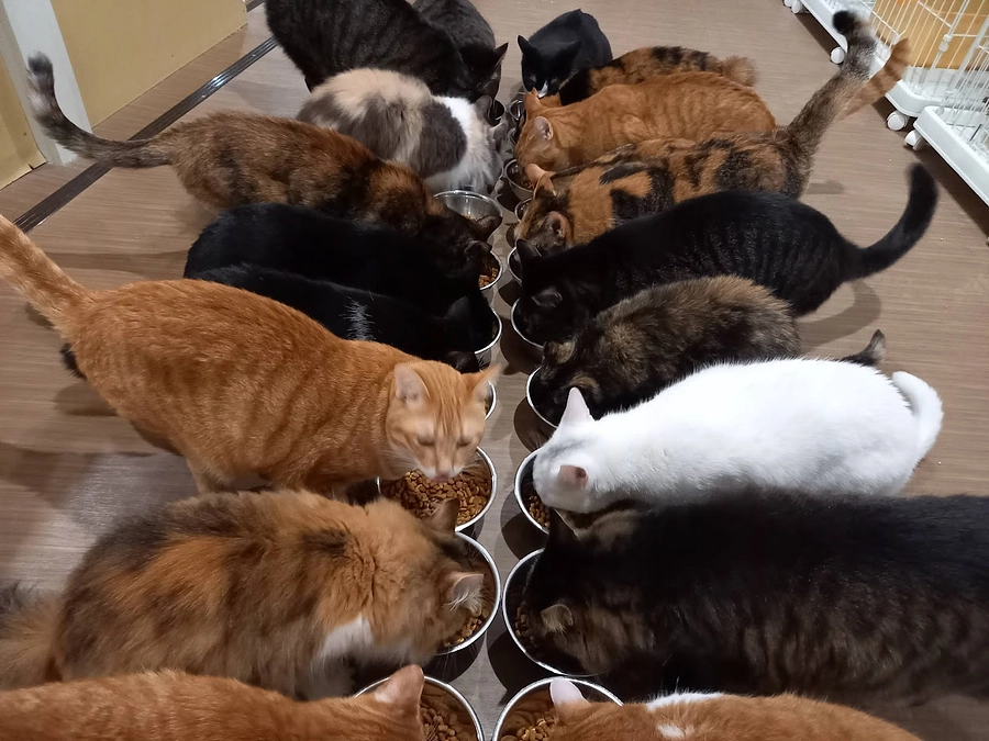 【残り1日】太陽光パネルへの思いと応援メッセージのご紹介