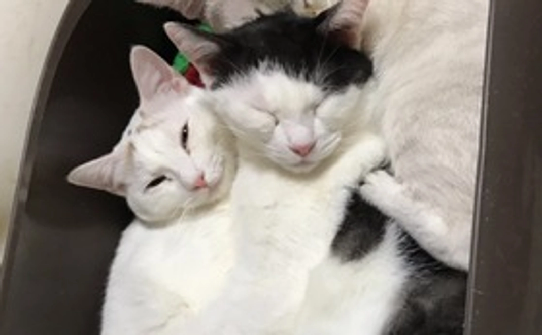 【3000円】お礼のメール・オリジナルポストカード