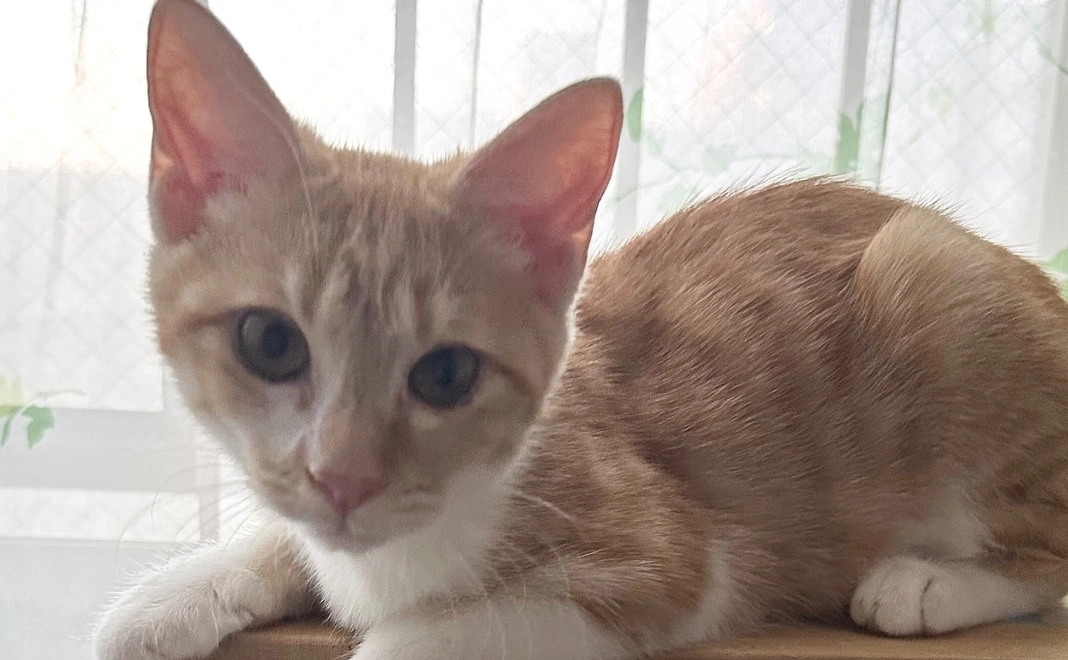 ルル寛解・完治祈願！応援 1,000円