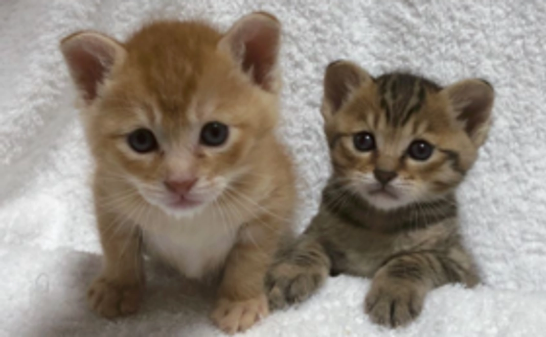 【みなさんの応援が集まって大きな力に！】