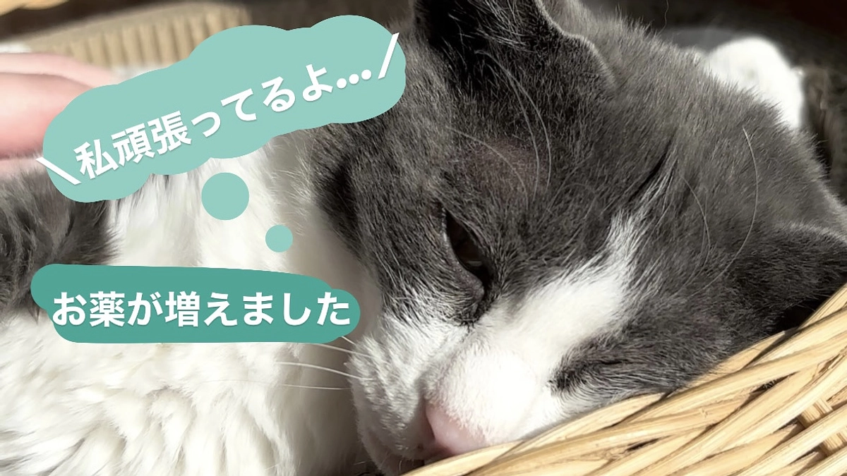昨日の診察報告・クラファン終了日まで残り１０日／達成率２３％お市の命を守るためにお力を貸して下さい。