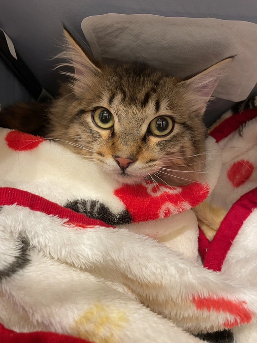 心からの感謝と、ちゃむ定期検診の結果