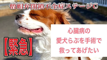 心臓病(憎帽弁閉鎖不全症)の愛犬らぶを手術で助けたい のトップ画像