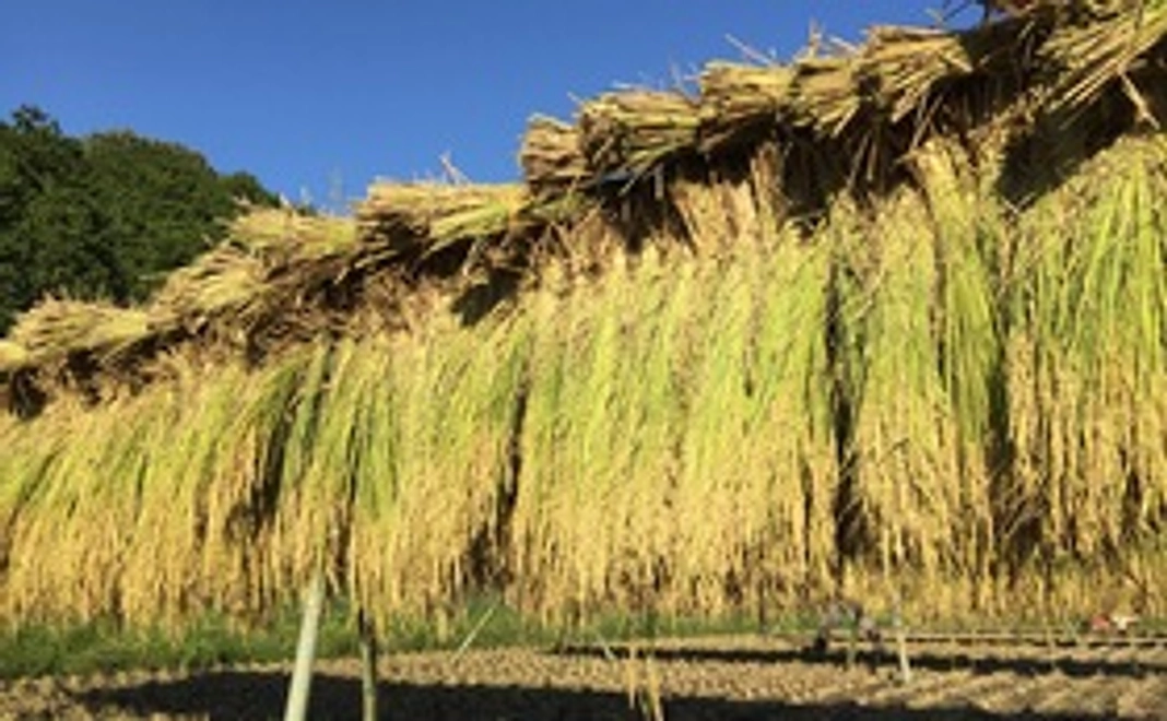 【農産物】自然栽培・イセヒカリ（玄米・10kg）