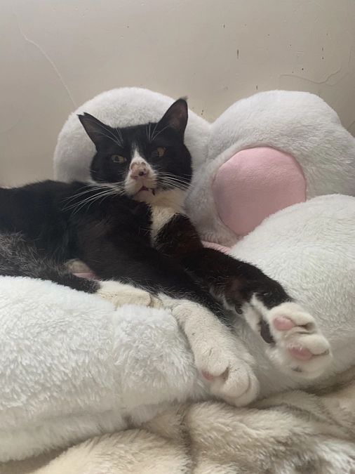 とろろの闘病記