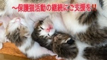 一日でも長く一匹でも多く救いたい！保護猫活動にご支援を‼️ のトップ画像
