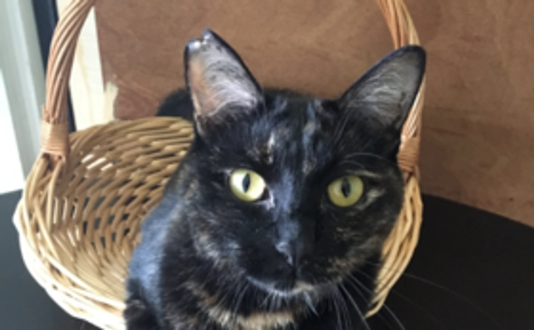 ＜10000円＞ねこの写真＋お茶1つ