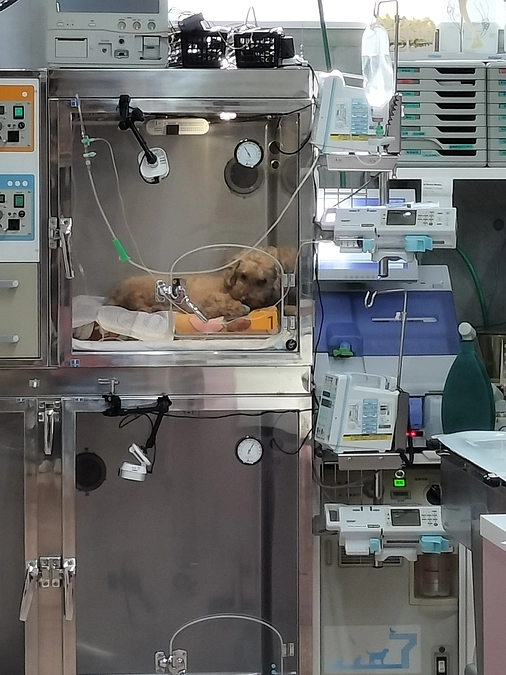 手術無事終わりました。