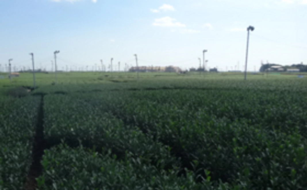 新茶で応援コース