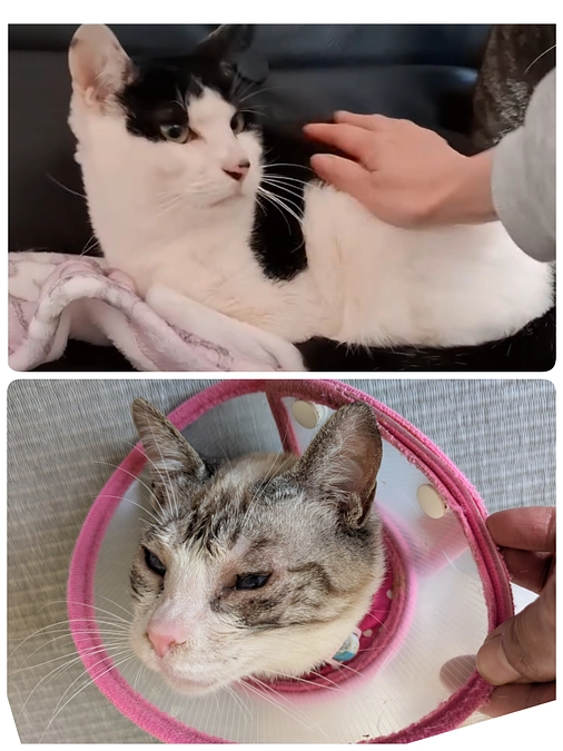 ［かしわ君］予防接種等と［あおいちゃん］手術後の経過観察