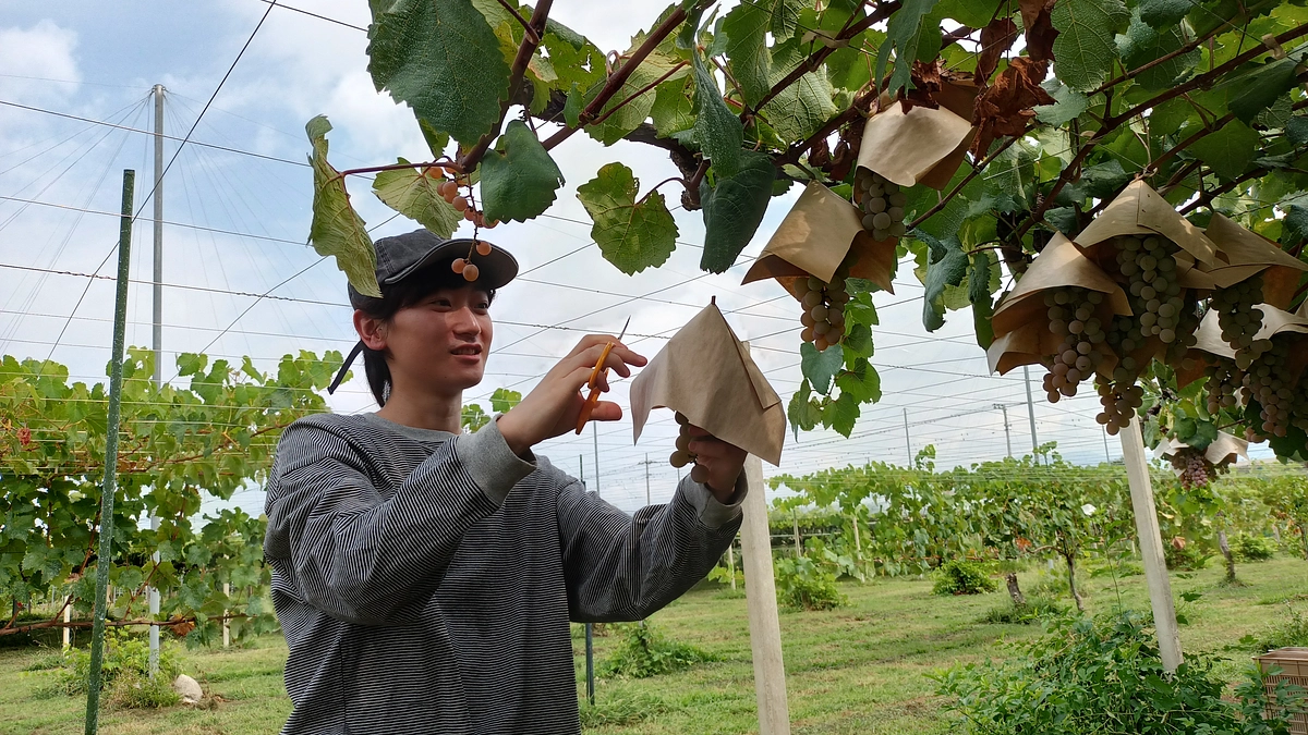 山梨大学ブランデー造りがいよいよ始動