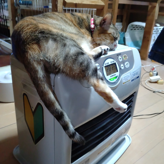 しまちゃん💕の定位置⁉😅