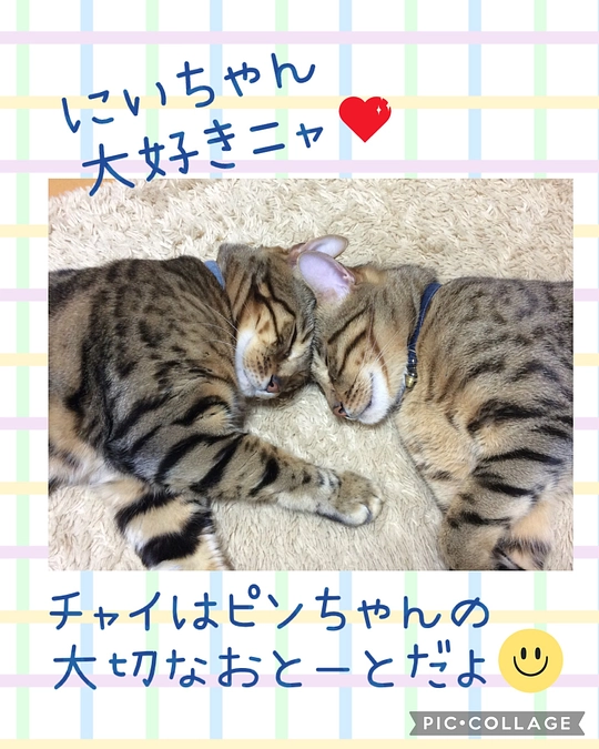 仲良しな２匹😺😺