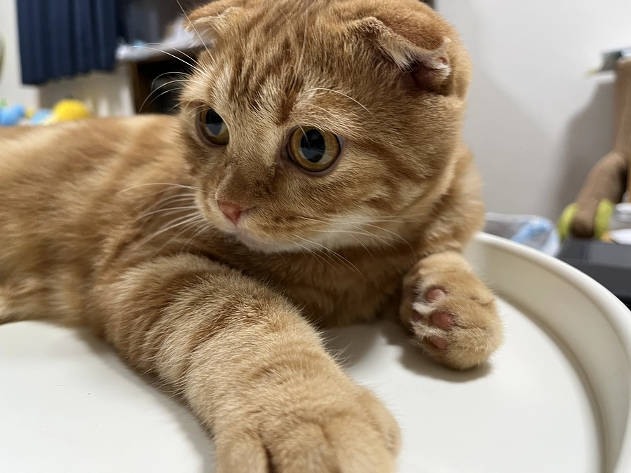 挑戦期間　残り7日