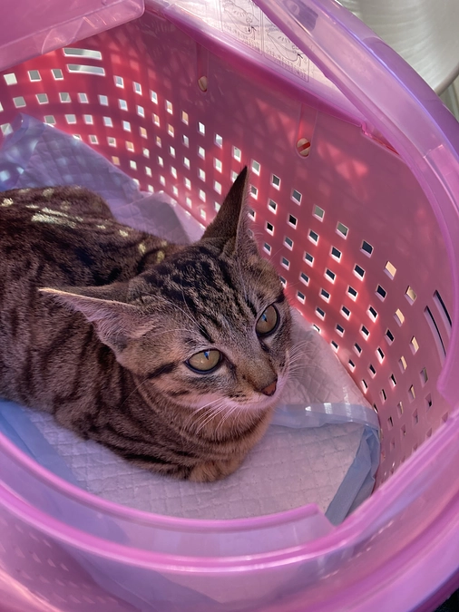 受診の結果のご報告