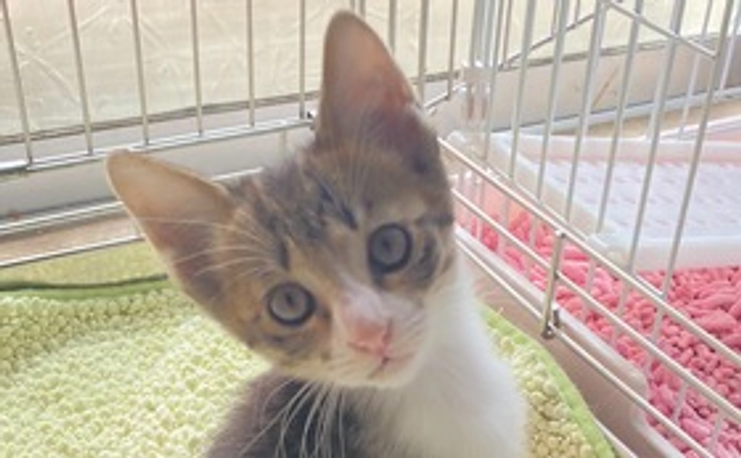 沢山ありがとうございますのメール