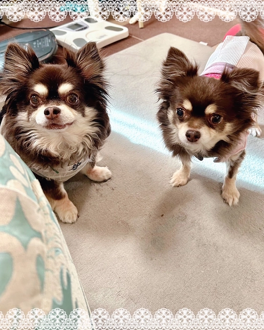 4月。お花見シーズン到来ですね〜🌸