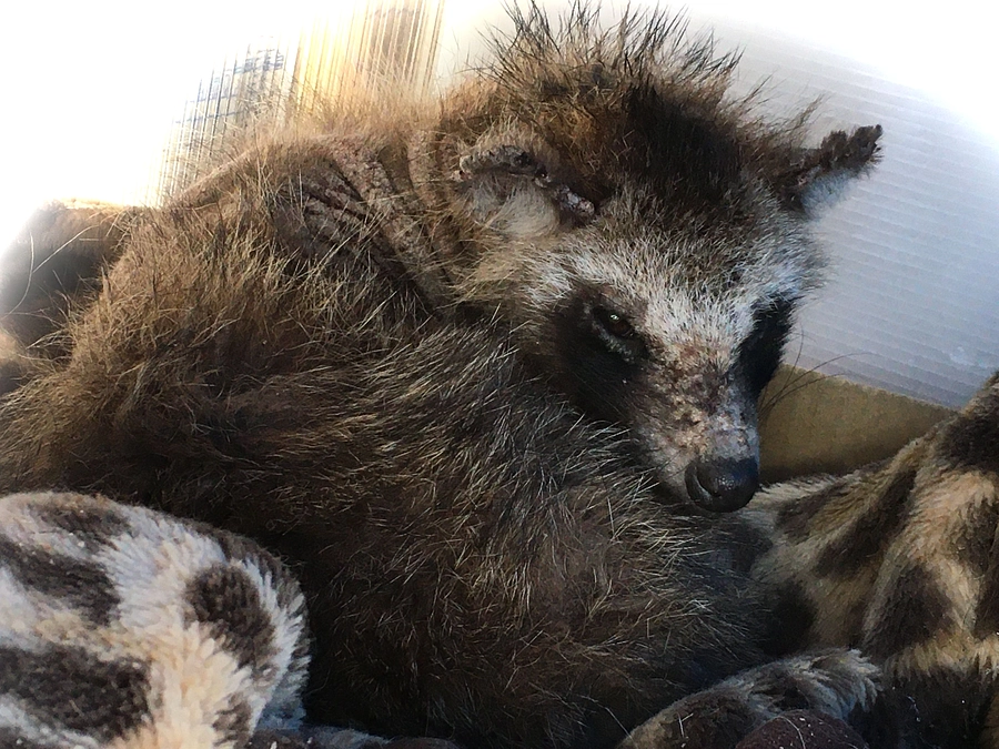 2024/01/20 　場所①の木の伐採が始まりました。