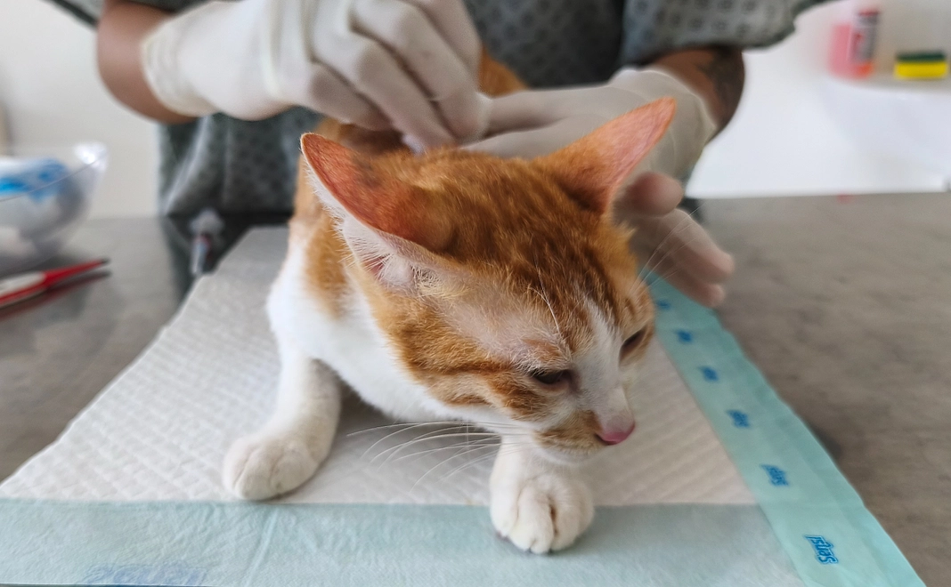 応援ありがとうございます!ワクチン接種1回分