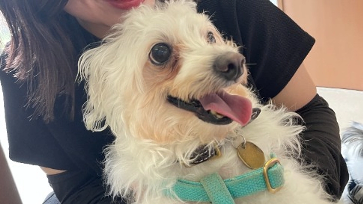 【里親さんからの応援メッセージ】マッチング譲渡で保護犬マシューが選んだのは愛情あふれるご家族