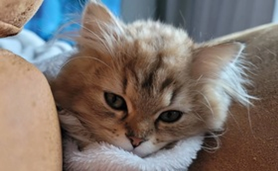 1000円ご支援ありがとうございます！