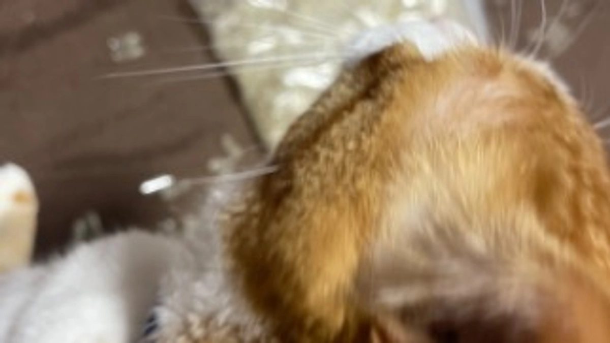 やられました。