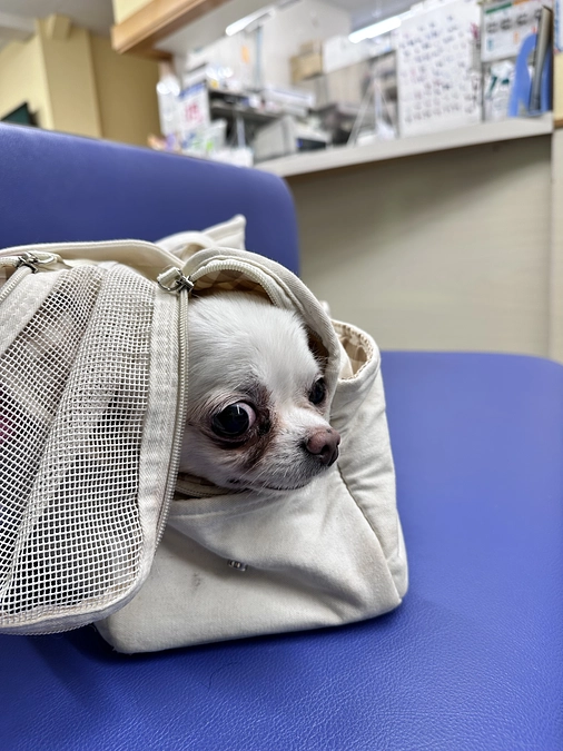 手術まであと4日