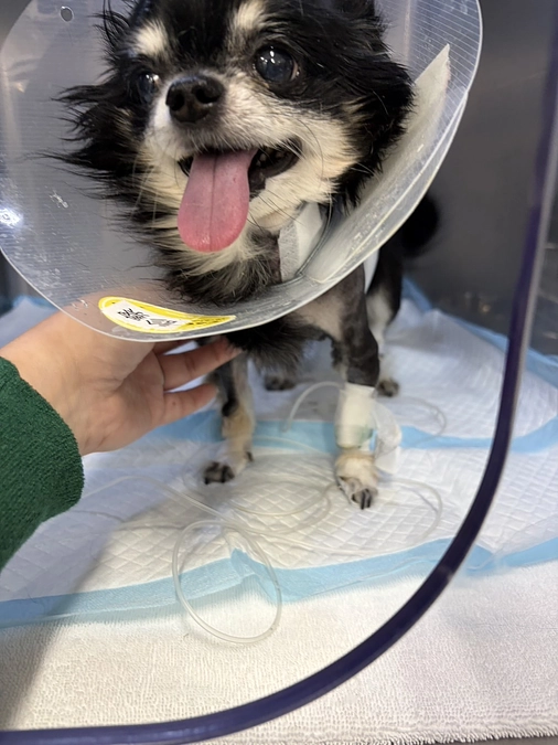 術後3日目の面会