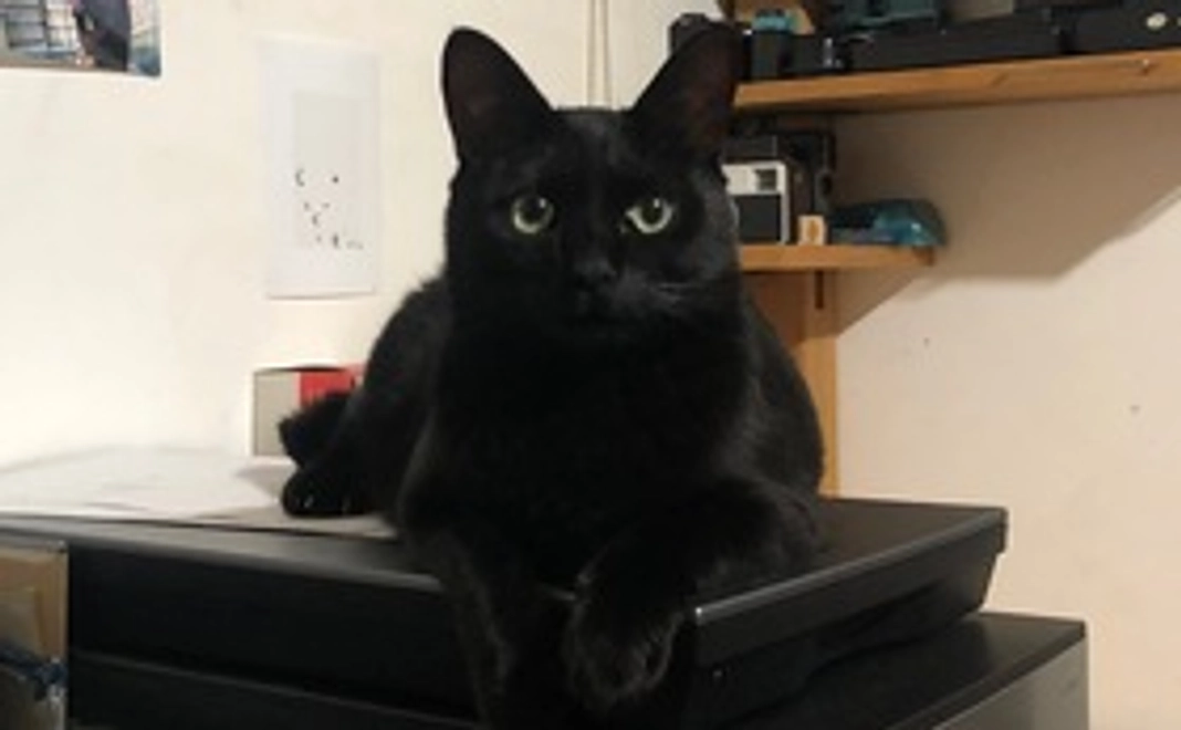 【3000円】ぶんちゃん治療応援費用