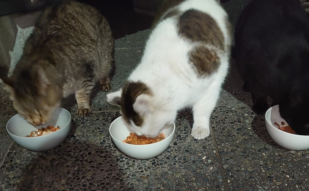 感謝のメール１