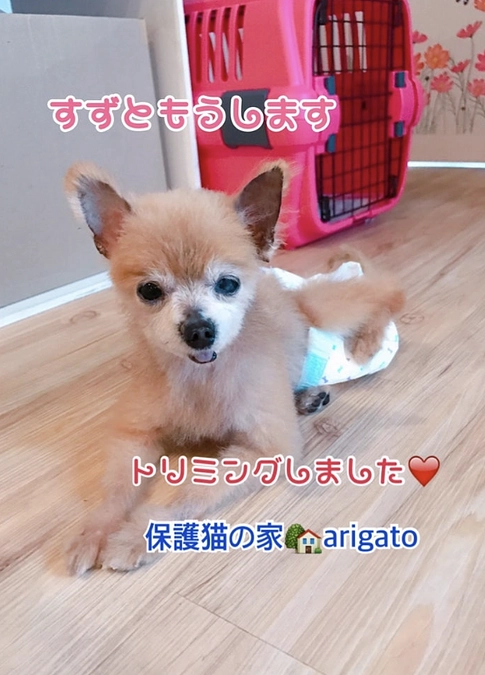 悪徳保護団体から保護したすずちゃんが永眠しました・・・