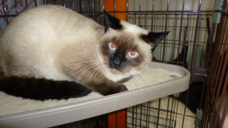 地域から不幸な命を増やさない　小さな命を助けたい