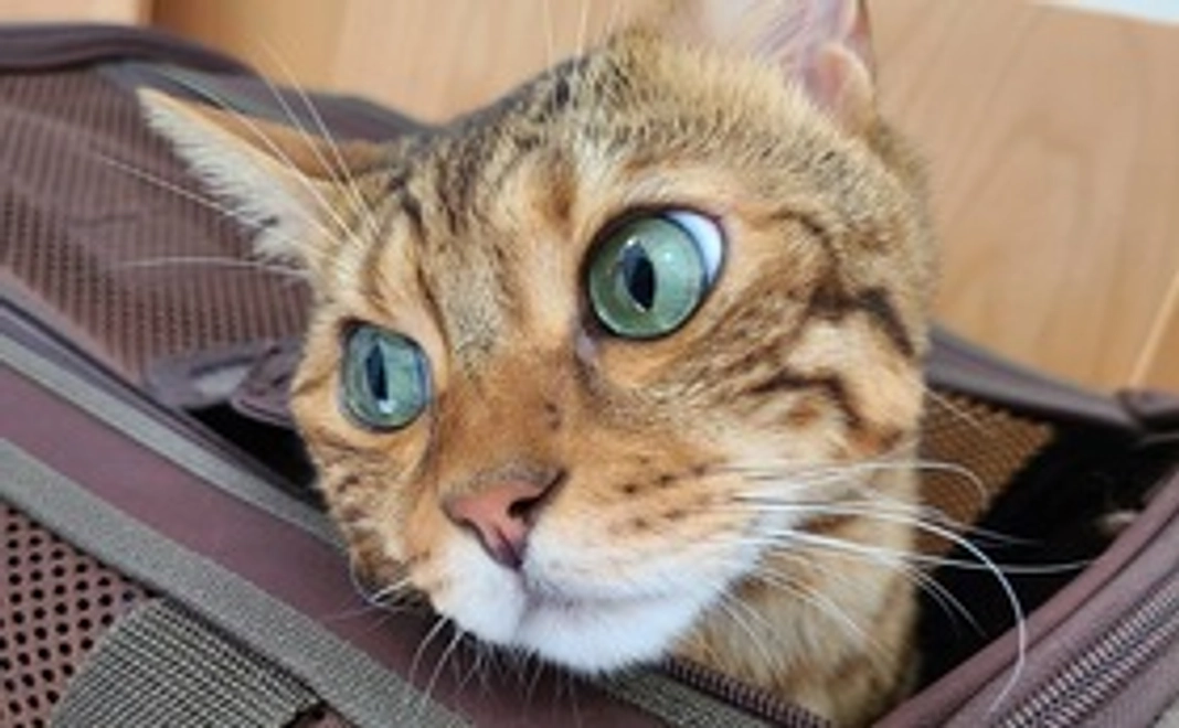 レオくんへのご支援1000円(リターン不要)