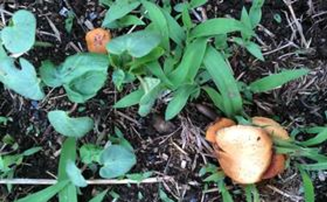 「アビオファーム マーケット」のコーヒーまたはジェラート１０杯分のチケット