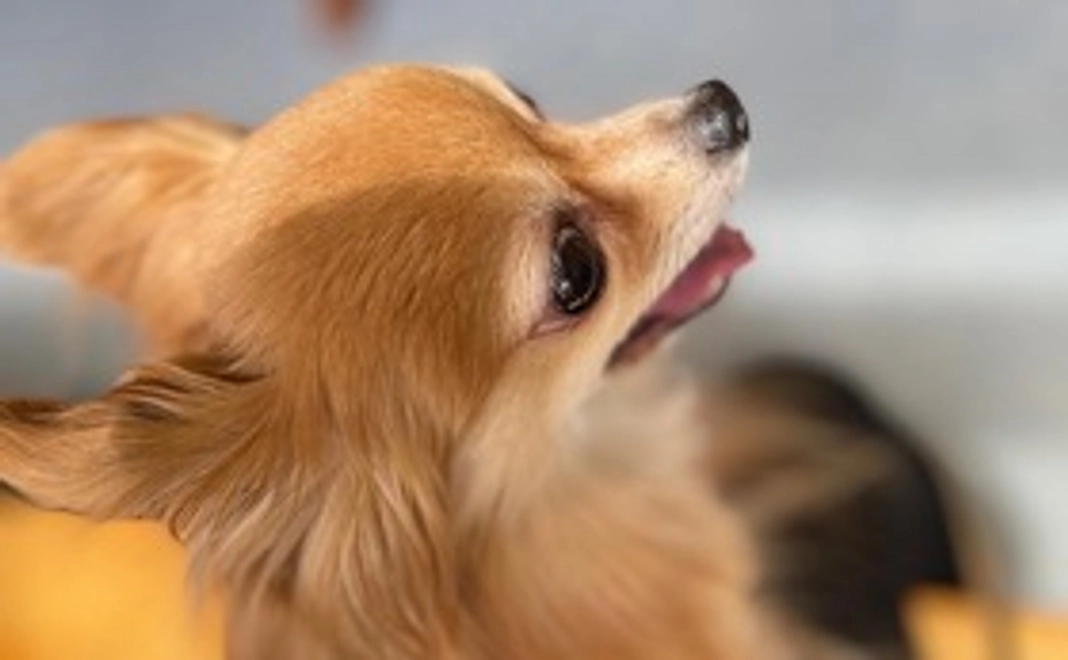 ドール応援!&ありがとう②リターン不要