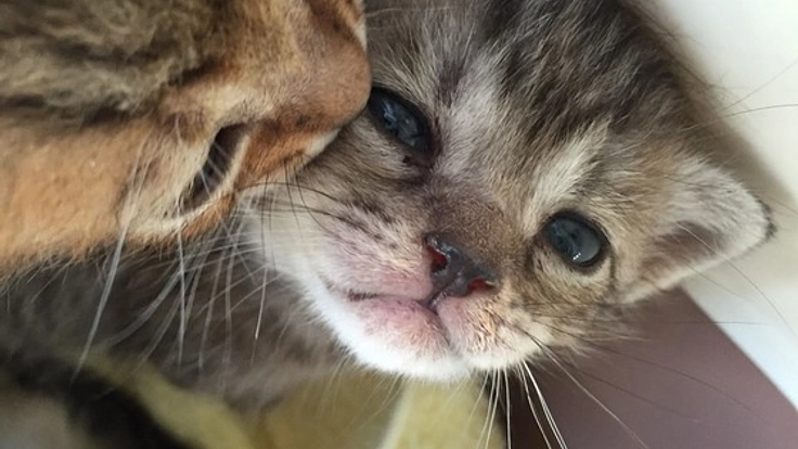 長野県上田市に保護猫カフェを作りたい！！