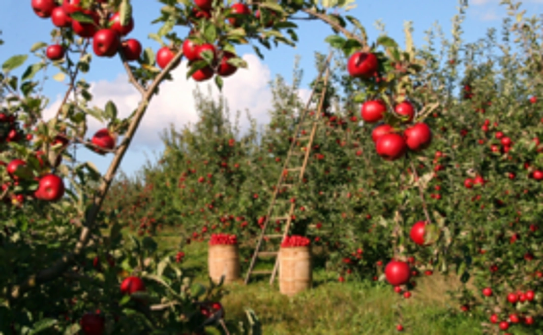 りんごのオーナー権（3年間)+植付体験+農作業体験プログラム+ぶどう詰め合わせ