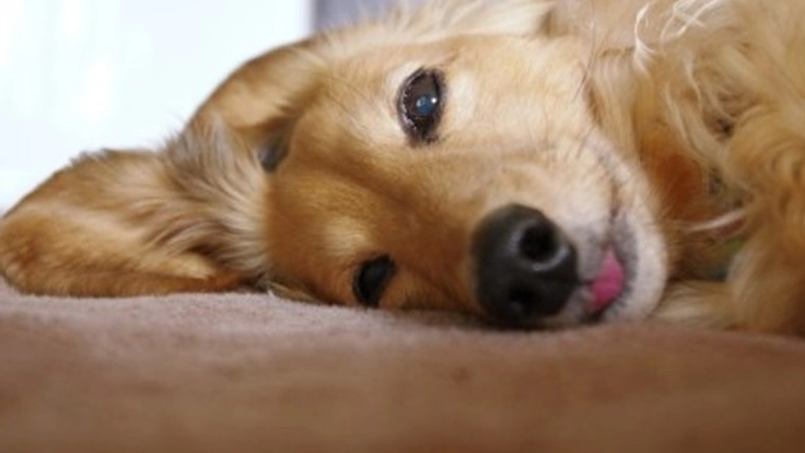 動物好き集合！殺処分ゼロを掲げ、一大啓発イベントを開催したい