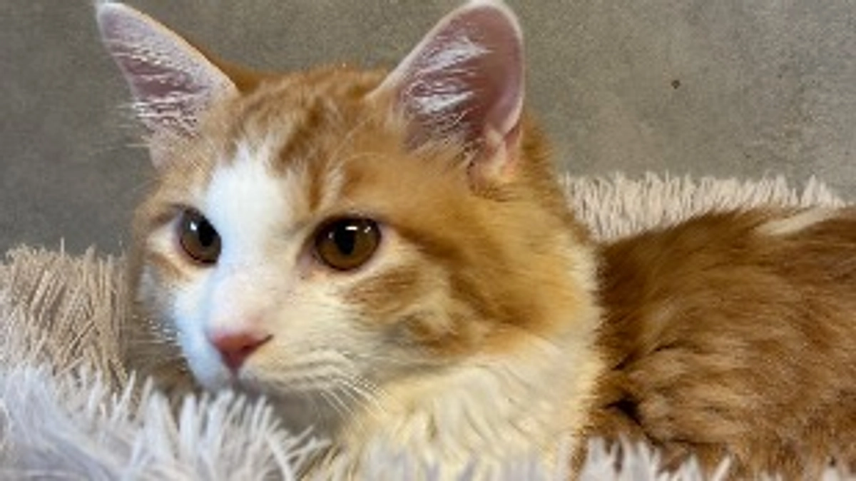 クラウドファンディング目標達成のお礼