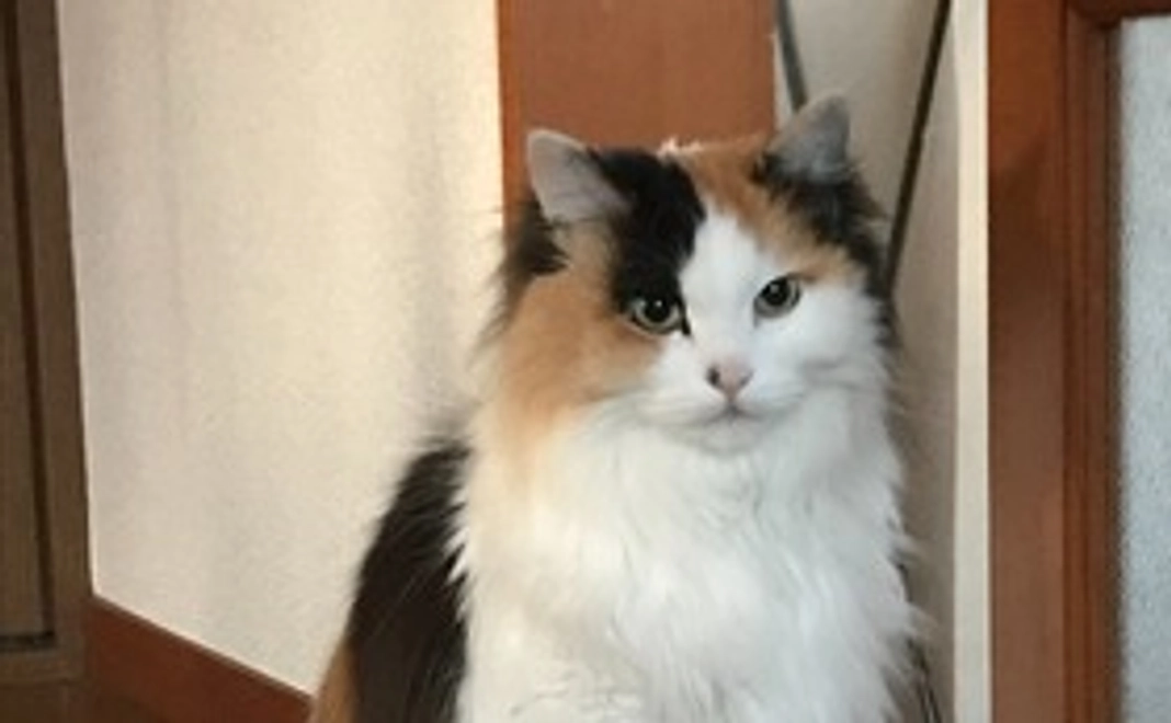 だんごちゃんファイト！