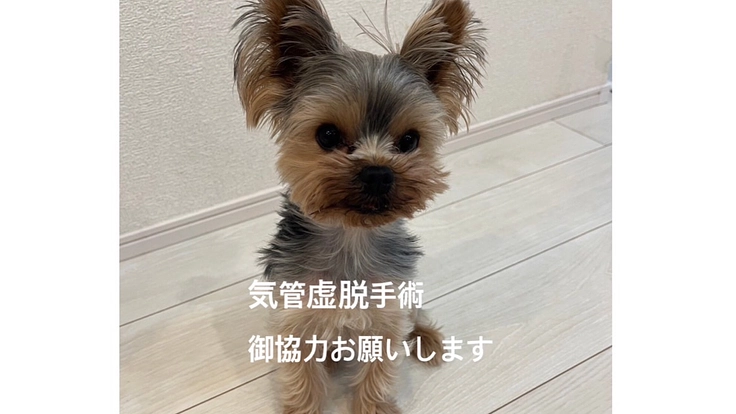 気管虚脱の手術・治療・入院費