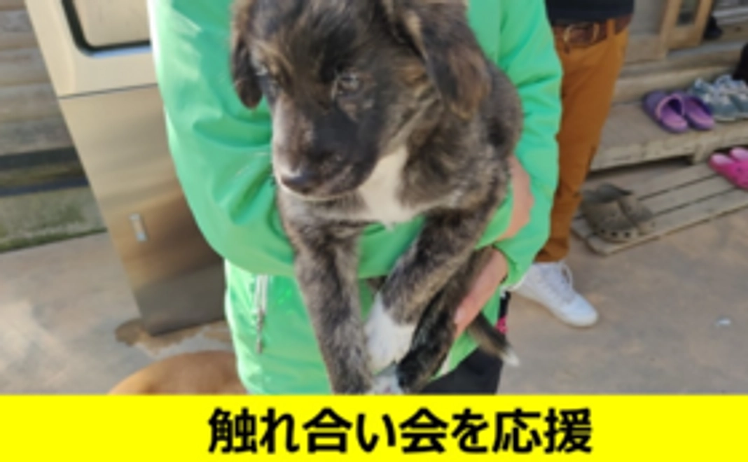 触れ合い会を応援（お礼のメールをお送りします）