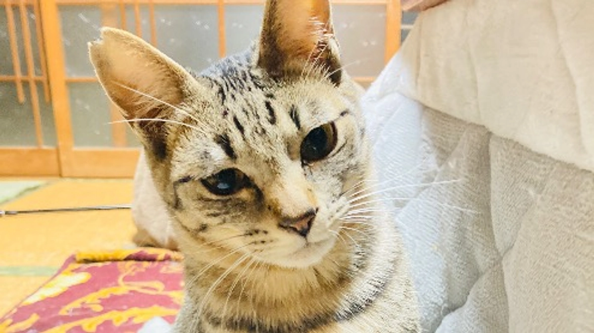 クラファン終了まで残り５日。