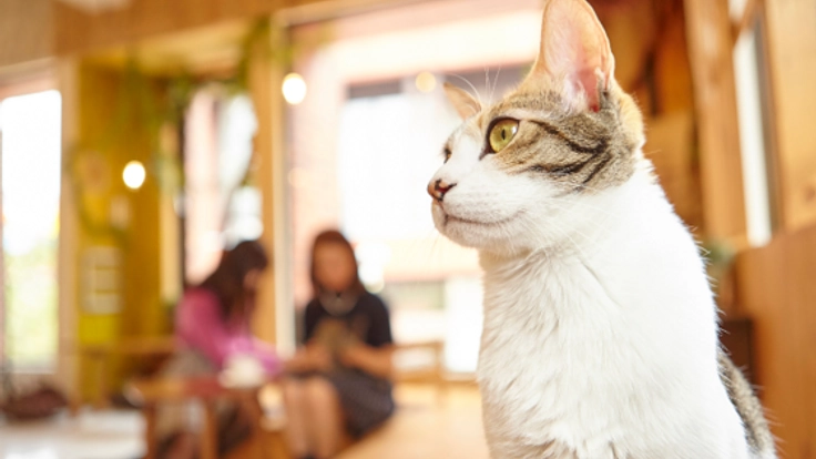 足立区初！子ども達と運営する譲渡型保護猫カフェを作りたい。