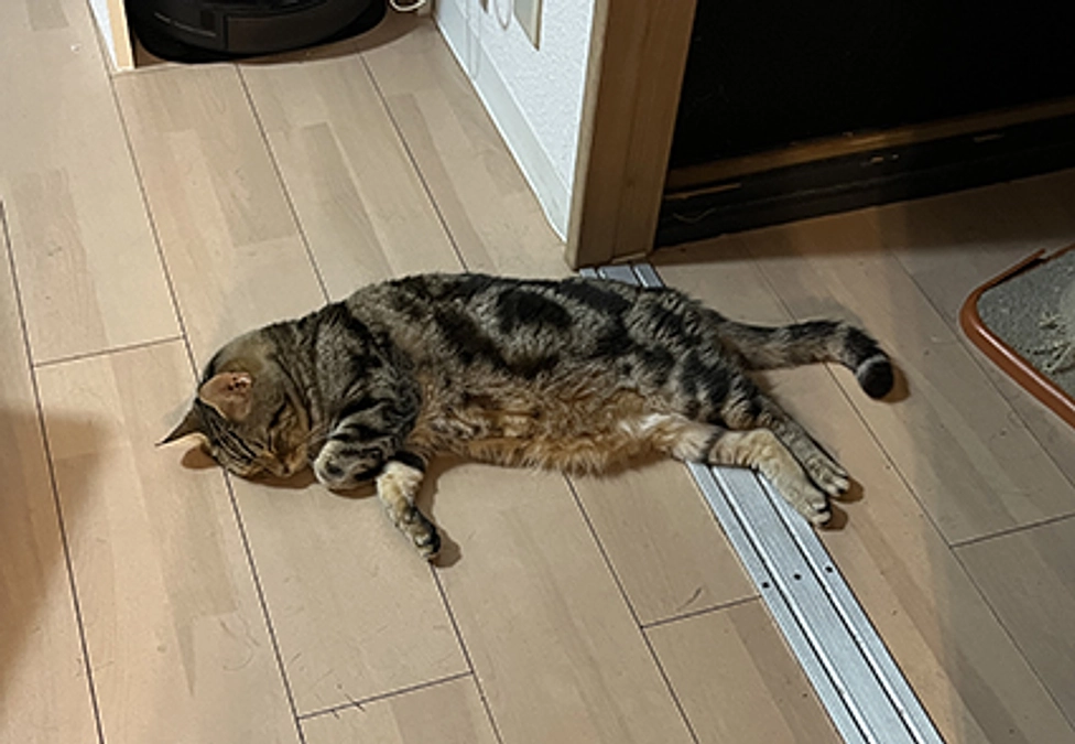 おしっこの色が濃いくなってきた😿