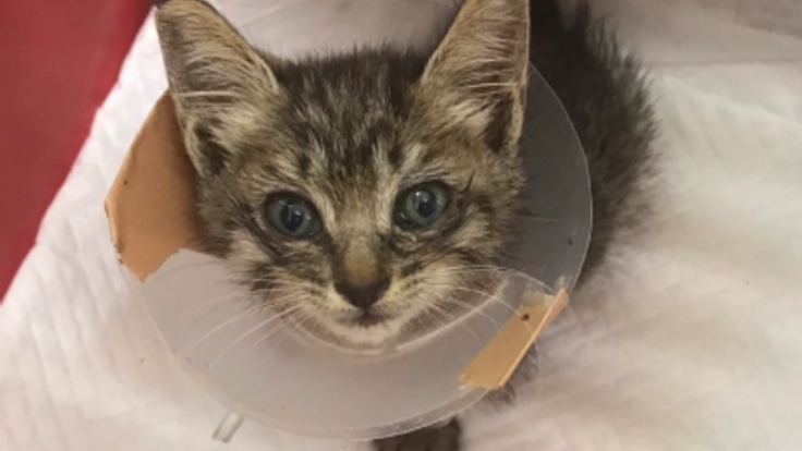 片足をなくした子猫に幸せを‼︎