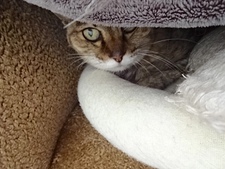 diary Vol.67　しまちゃん日誌。