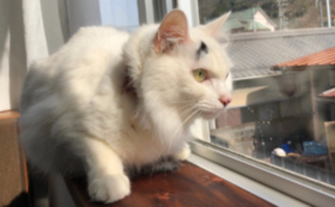 感謝のメール【1,000】