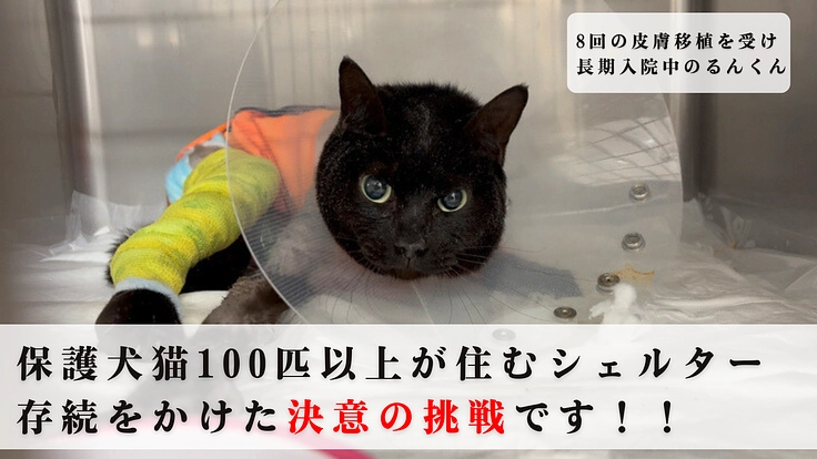 保護猫シェルター存続の危機｜猫の幸せを追求する運営・医療にご支援を