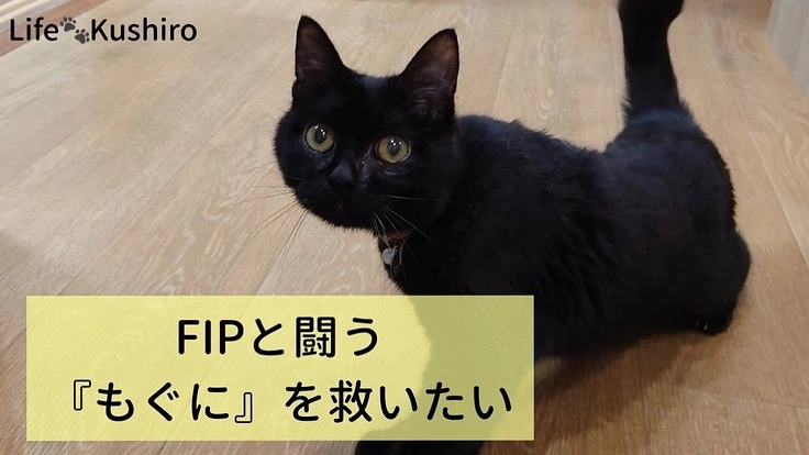 ＦＩＰと闘う保護猫『もぐに』の命を救いたい